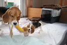 Beagle und Welpe spielen mit Kuscheltier